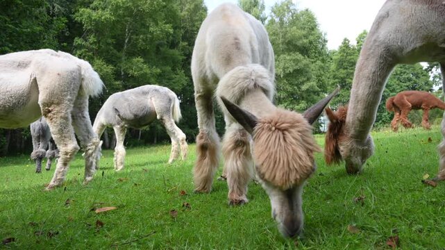Herd of alpacas (Vicugna pacos) feed on grass on an alpaca farm.