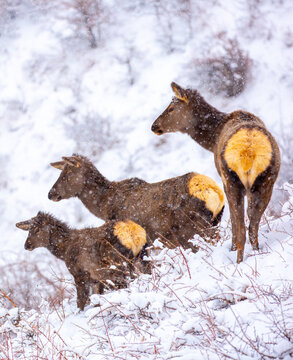 A deer in the mountains in winter with falling snow. Close-up of red deer against a snowy backdrop. Winter Christmas landscape with wild animals.