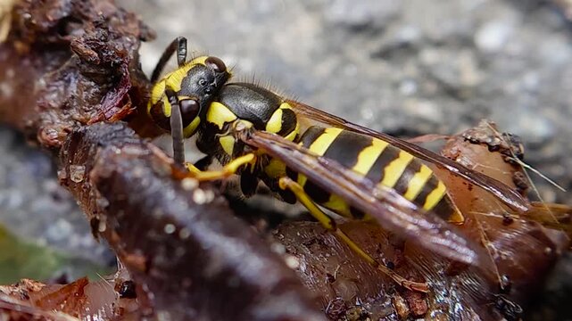 한국,곤충,땅벌,참땅벌,벌,Korea, insect, yellowjacket, hornet, bee