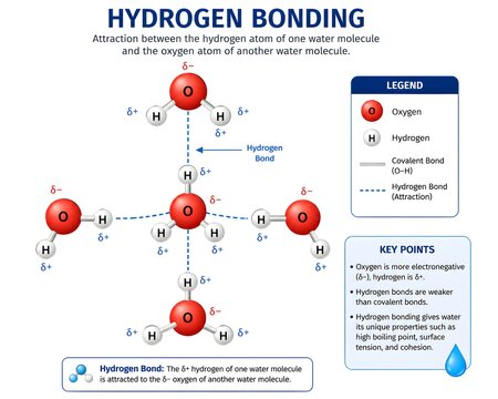 Hydrogen Bonding Between Water Molecules with Polarity and Attraction Labels
