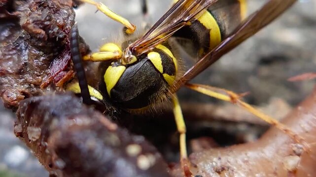 한국,곤충,땅벌,참땅벌,벌,Korea, insect, yellowjacket, hornet, bee