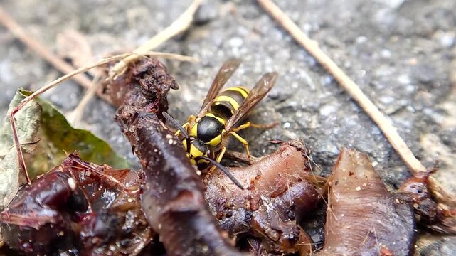 한국,곤충,땅벌,참땅벌,벌,Korea, insect, yellowjacket, hornet, bee