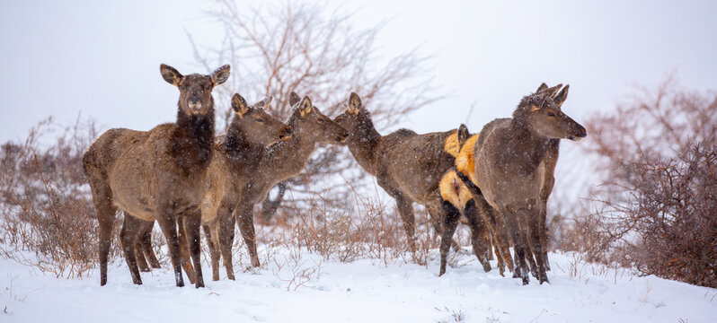 A deer in the mountains in winter with falling snow. Close-up of red deer against a snowy backdrop. Winter Christmas landscape with wild animals.