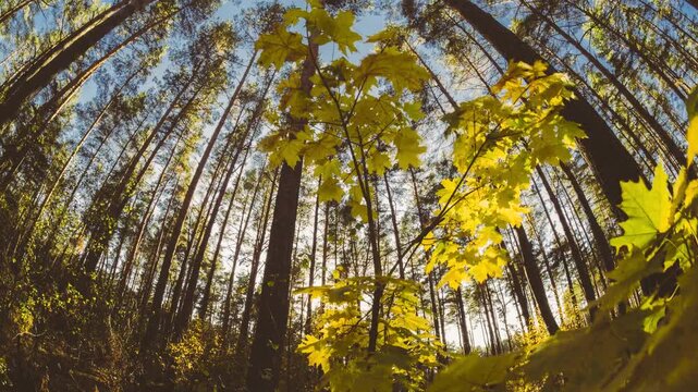 Green Maple Tree Turn Yellow. Timelapse. Autumn Mood. Summer to Autumn Forest Transition. From Summer Green To Autumn Yellow. Time Lapse, Time-lapse. Wide lens angle
