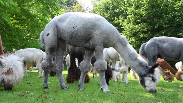 Herd of alpacas (Vicugna pacos) feed on grass on an alpaca farm.