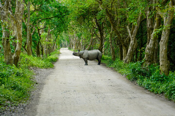 One Horned Indian rhinoceros in lush grasslands of Kaziranga National park, Assam, India © Rajendra