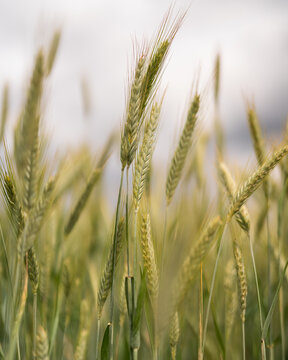Grass