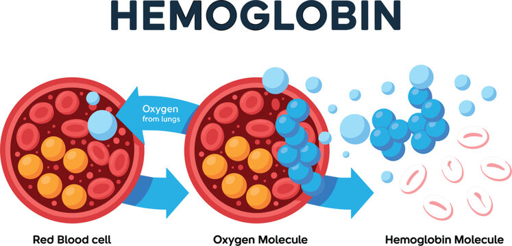 Hemoglobin Oxygen Transport Infographic Showing Red Blood Cells Carrying Oxygen Molecules Through Bloodstream for Medical, Biology, Healthcare, and Educational Illustration