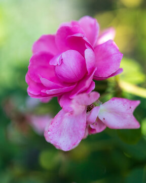 Flowers and Nature