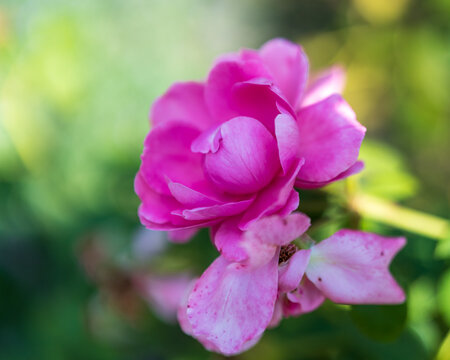 Flowers and Nature