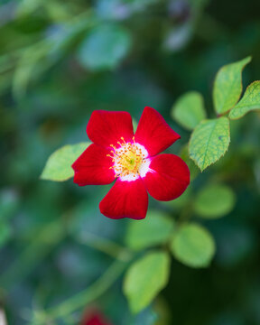 Flowers and Nature