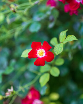 Flowers and Nature