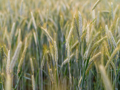 Field of Grass