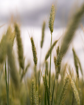 Field of Grass