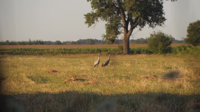 A pair of cranes in a meadow