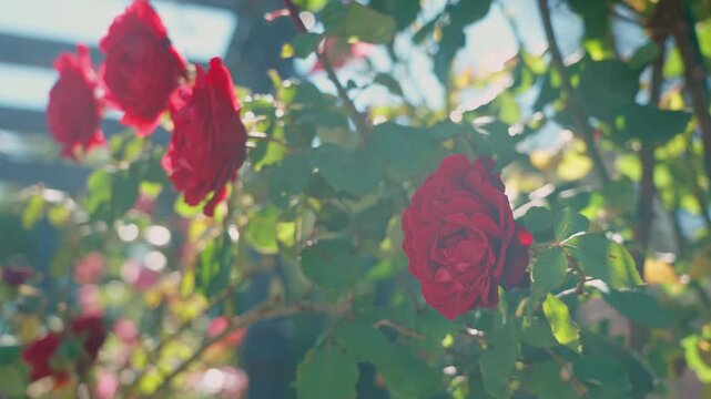 Close up of blooming red roses under garden pergola in sunlight