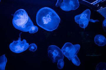 Moon jellyfish swimming in blue illuminated aquarium water © Mandy