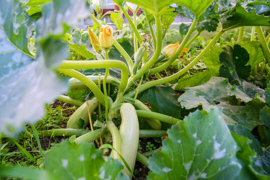 Young zucchini fruits growing on a healthy plant in a home vegetable garden, surrounded by large green leaves and yellow squash blossoms in natural summer light