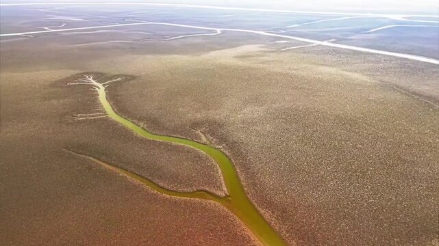 Tidal Tree on Tidal Flat