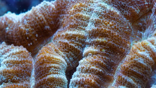 Reef tank zooxanthellae closeup in subtle evening light with over shoulder view and realistic stock