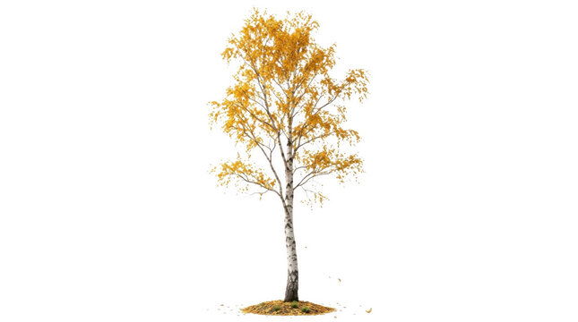 Single birch tree with yellow autumn leaves standing alone in the fall season isolated on transparent background