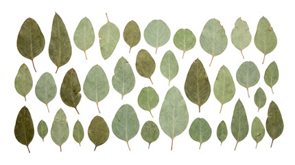 Dried eucalyptus leaves collection isolated on white background © HOAI PHAM