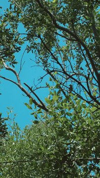 Lush green tree canopy and branches against a clear blue sky with a small bird.
