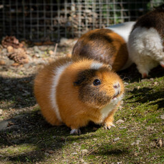 Fototapeta premium Ein flauschiges Hausmeerschweinchen blickt neugierig ins Licht