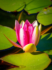 Eine leuchtend rosa-pinke Seerosenblüte öffnet sich zwischen grünen Seerosenblättern im Wasser © Esther Hildebrandt