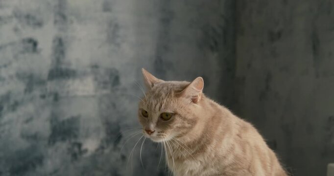 Cinematic portrait of a rare Japanese Bobtail cat with golden eyes and cream fur. Elegant indoor pet footage with shallow depth of field for animal, veterinary, and pet care content.
