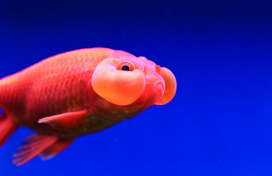 The gaze of a goldfish with chubby cheeks