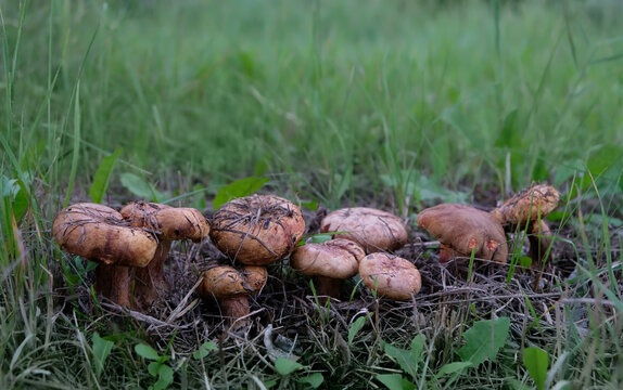 Paxillus involutus (Brown Roll-rim) mushrooms growing in green grass on a forest ground, natural background. Beautiful image of wild nature. harvest season, picking fungi. wild forest aesthetic.