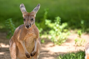 Kangaroo in the clearing © Janusz