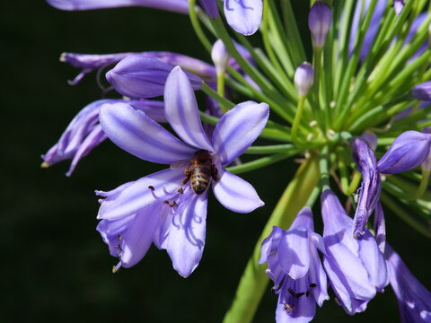 A striking close-up of insect pollination in action, ideal for environmental awareness campaigns, biological research, garden editorials, and wildlife photography.