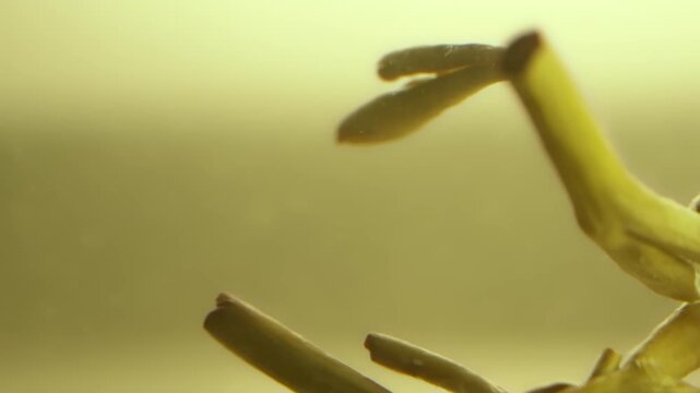 Macro video of golden silver needle tea leaves swirling in water with air bubbles during brewing process, traditional chinese white tea culture background, elegant organic beverage commercial