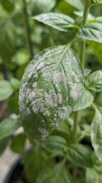Basil Leaf Afflicted by Powdery Mildew Fungus Infection