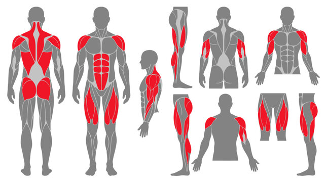 Flat design anatomy diagram showing male muscle groups in red; includes front, back, and side views of torso, legs, and arms for fitness, bodybuilding, or medical education.
