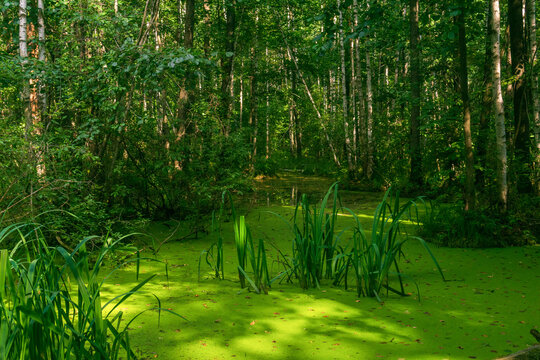 Swamp in the forest with a lot of duckweed and reeds