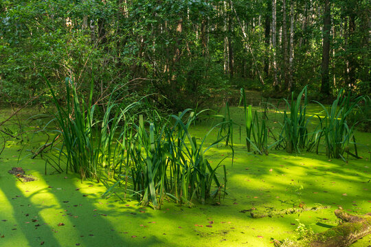 Beautiful green swamp in the forest on a sunny summer day.