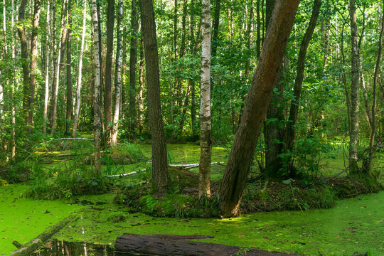 Beautiful summer landscape with swamp in the forest