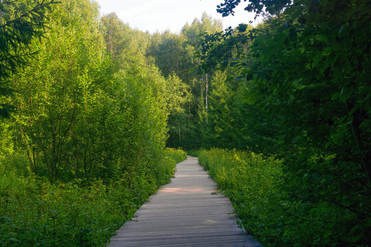 Wooden walkway in the forest with green trees and grass.
