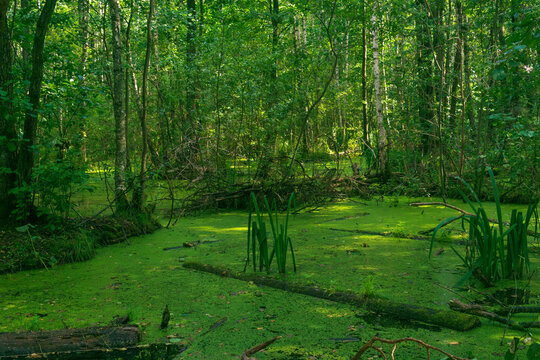Green swamp with duckweed, trees and bushes in the forest.