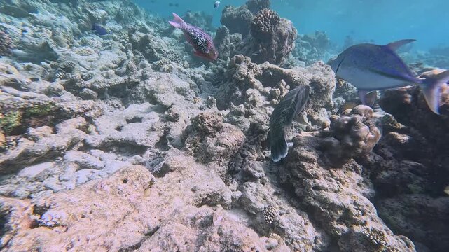 Humphead wrasse in the wild. Coral reef on the Maldives.