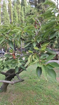 A young green cherry tree with fresh leaves is swaying in the wind in the park