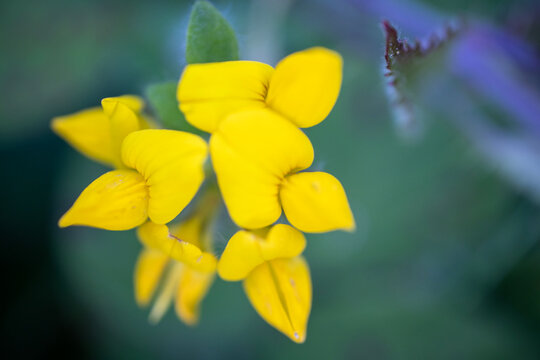Flowers of Lotus corniculatus - Common bird's-foot trefoil - Eggs and bacon - Birdsfoot deervetch - Bird's-foot trefoil