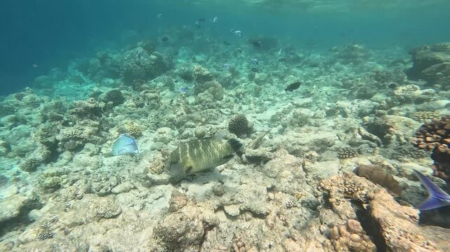 Humphead wrasse in the wild. Coral reef on the Maldives.