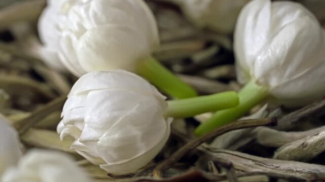 Macro video of fresh white jasmine flower buds on dried tea leaves transitioning into swirling water vortex with green leaves, organic botanical extract and jasmine tea processing for advertising
