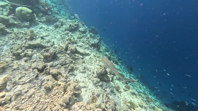Blacktip reef shark in the wild. Coral reef on the Maldives.