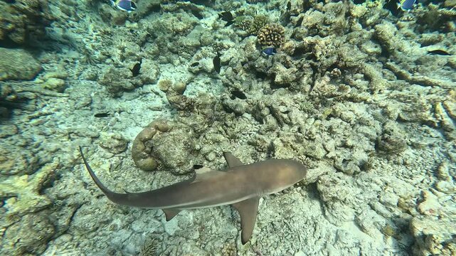 Blacktip reef shark in the wild. Coral reef on the Maldives.