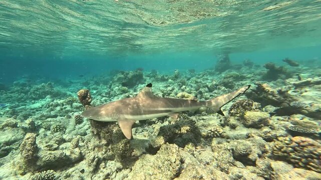 Blacktip reef shark in the wild. Coral reef on the Maldives.
